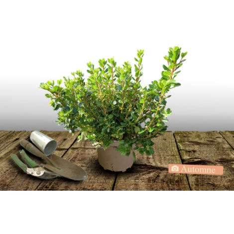 Azalée japonaise japonica Johanna