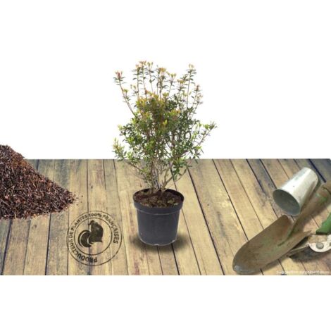 Azalée japonaise japonica Palestrina | Pot de 3L - 20/40 cm