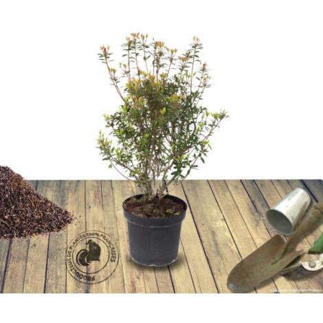 Azalée japonaise Purple Slendor | Pot de 7,5L - 40/60 cm