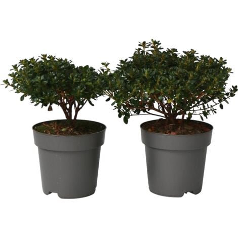 Azalée - Set de 2 - Rhododendron azalea 'Anouk' - Hauteur 25-40cm - ⌀17cm
