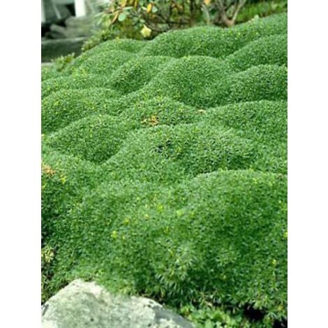 LE JARDIN DU PIC VERT Azorelle Godet de 8/9 cm