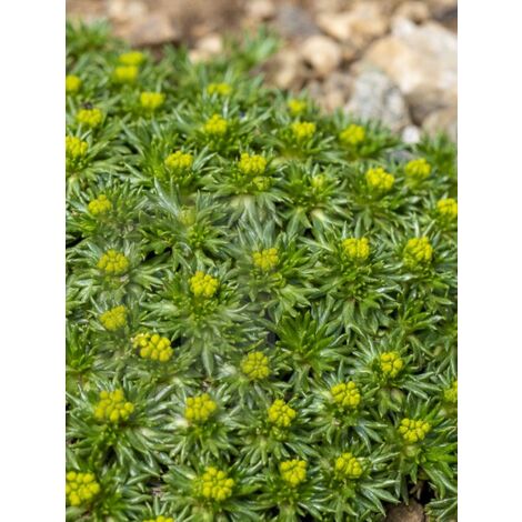 Azorelle 'Nana' Godet de 8/9 cm