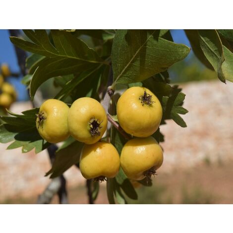 Azzeruolo jaune dans un pot de 20 cm