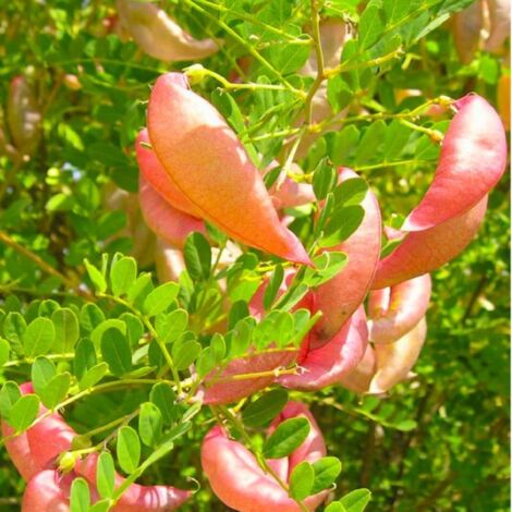 Baguenaudier (Colutea arborescens)