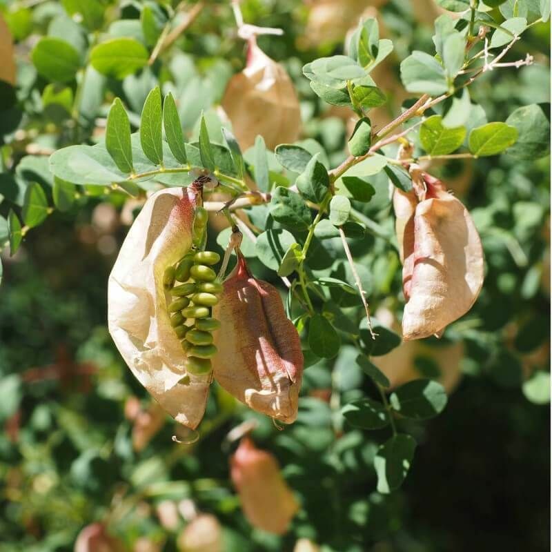 Baguenaudier (Colutea Arborescens) - Godet - Taille 15/30cm
