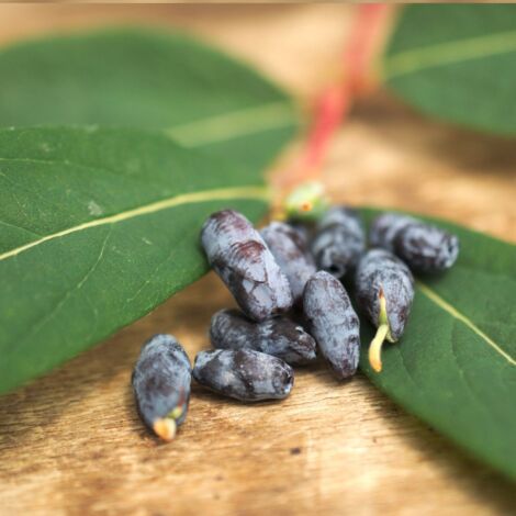 Baie de mai caerulea var. Kamtschatica Blue Velvet