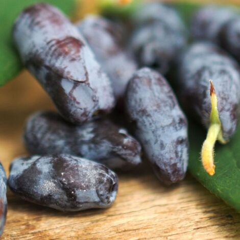 Baie de mai caerulea var. Kamtschatica Nimfa