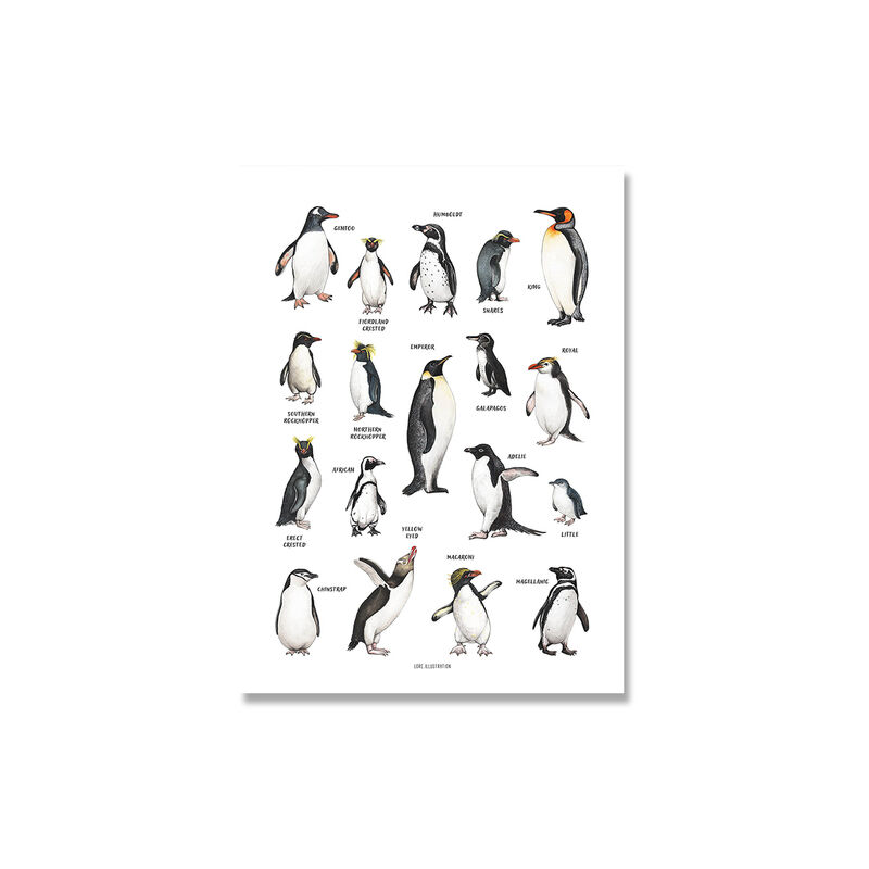 Bambino Poster raggi polpo balena squalo animale