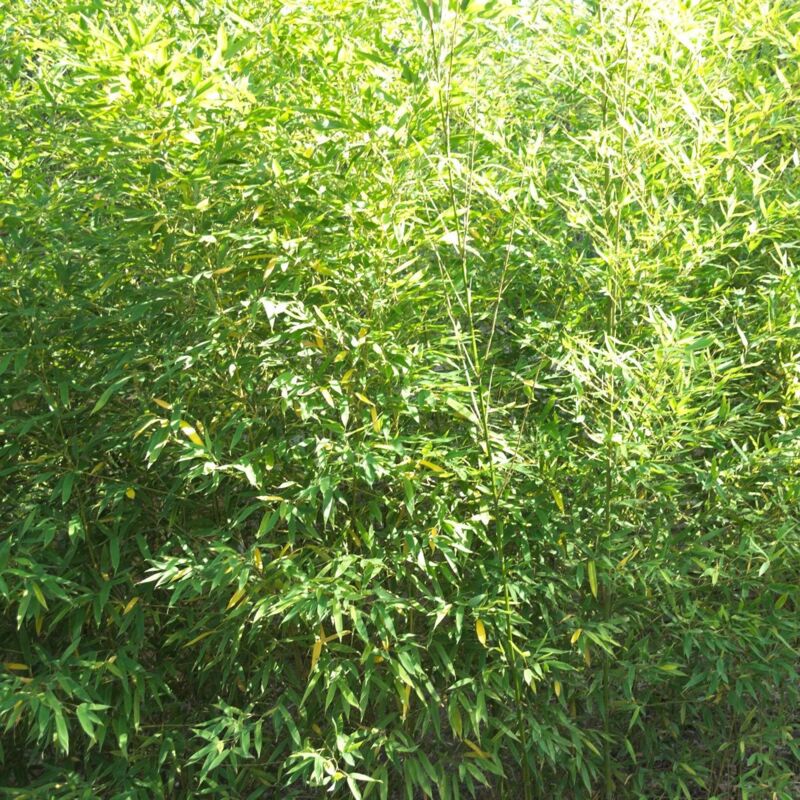 Bambou doré aurea/Pot de 30L - Verte