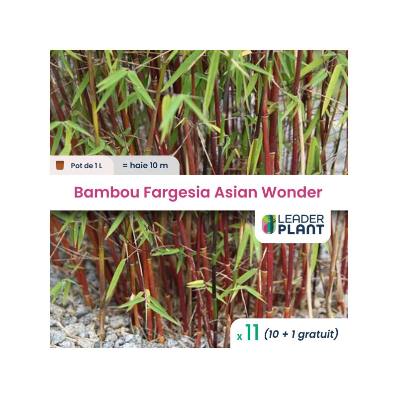 Leaderplantcom - 11 Bambou Fargesia Asian Wonder pot 1 Litre