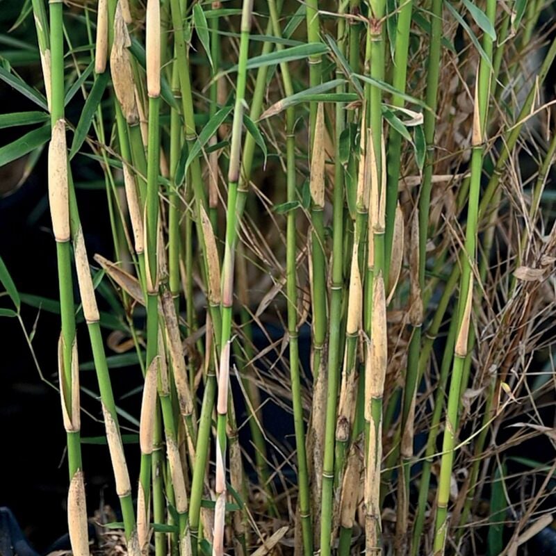Bambou fargesia Campbell non-traçant - Vert