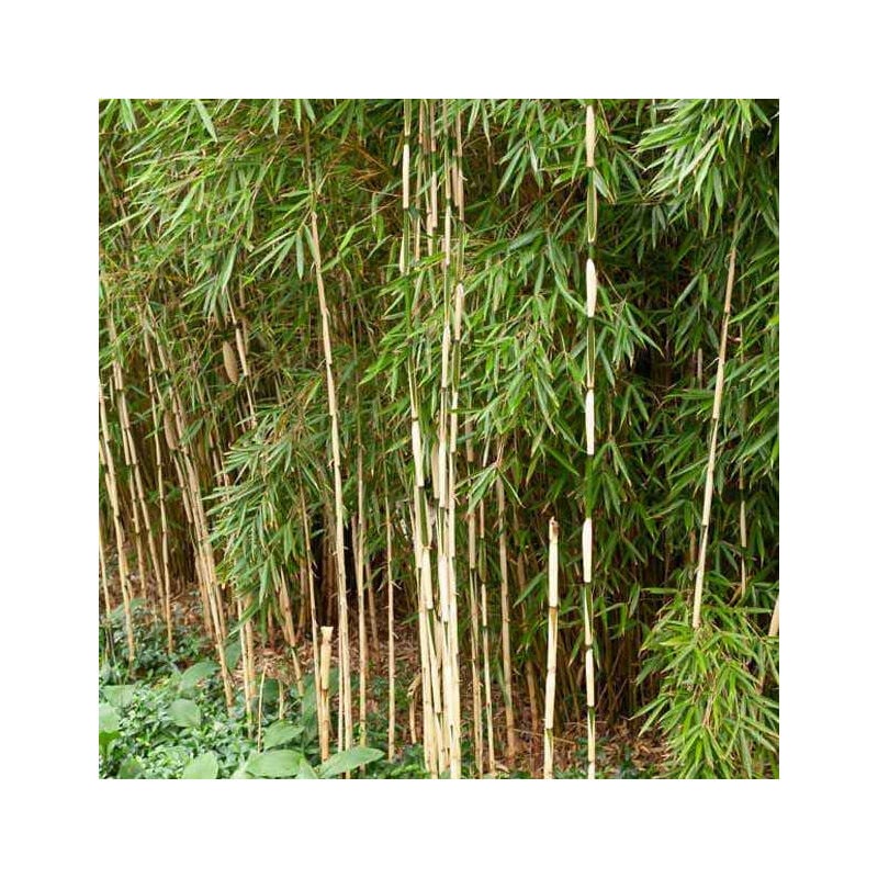 Bambou Fargesia robusta Pingwu non-traçant - Vert