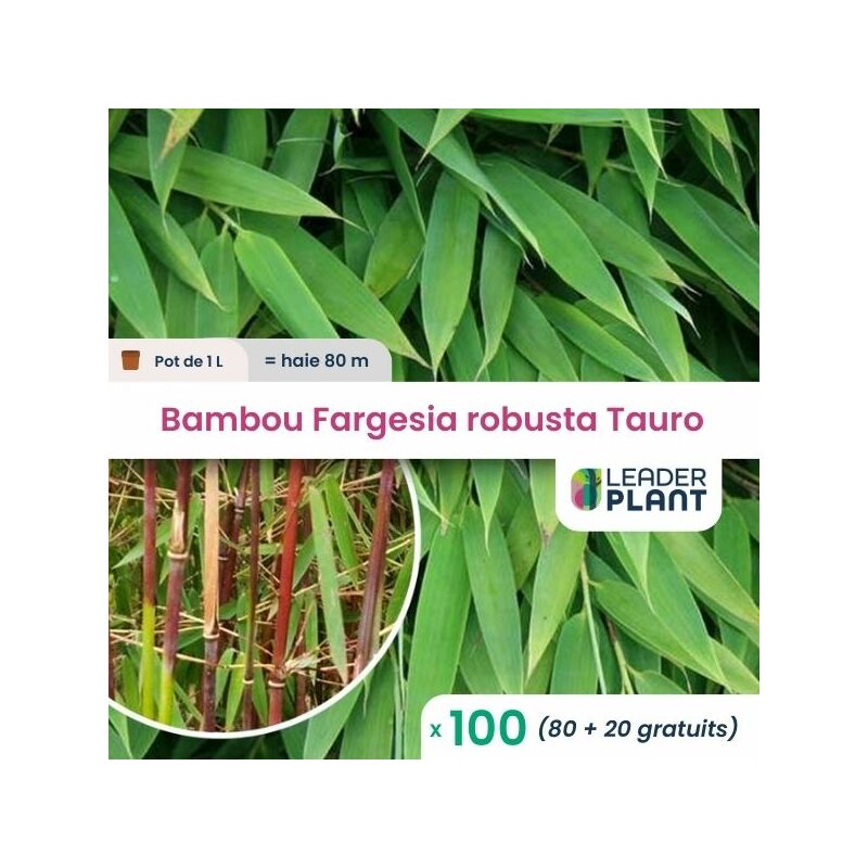 Leaderplantcom - 100 Bambou Fargesia robusta Tauro en pot de 1 Litre