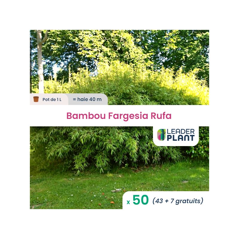 50 x Bambou Fargesia Rufa en pot de 1 l