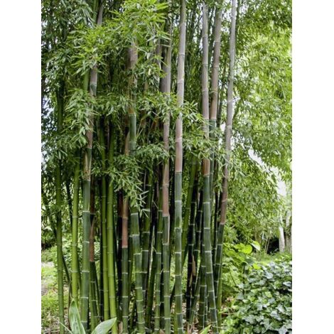 LE JARDIN DU PIC VERT Bambou géant Pot de 4L/5L
