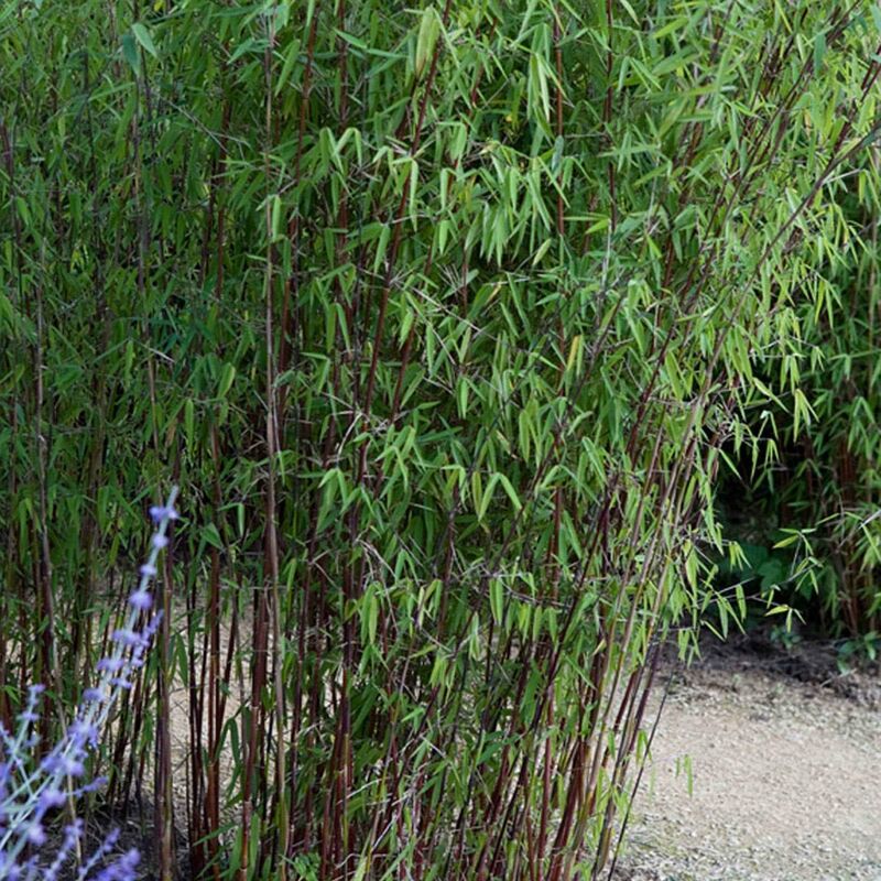 Bambou 'Jiuzhaigou' non-traçant - Vert