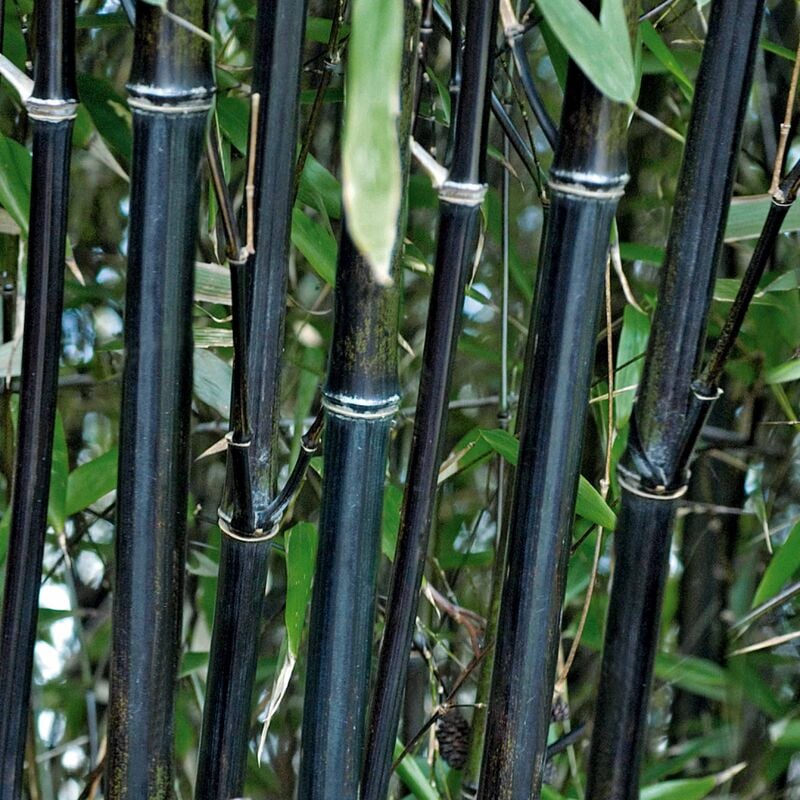 Bambou traçant noir - Noir