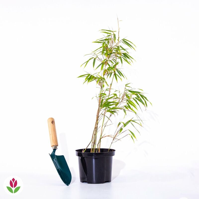 Bambou Fargesia rufa non-traçant - Vert
