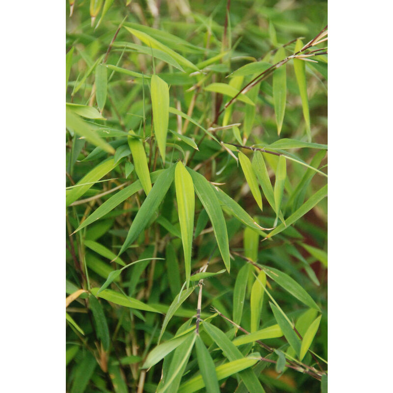 Bambou non traçant angustissima Taille du pot - Pot de 5 Litres