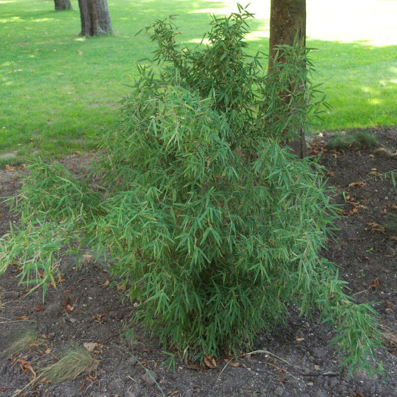 Bambou Non Traçant Campbell/Pot de 3L