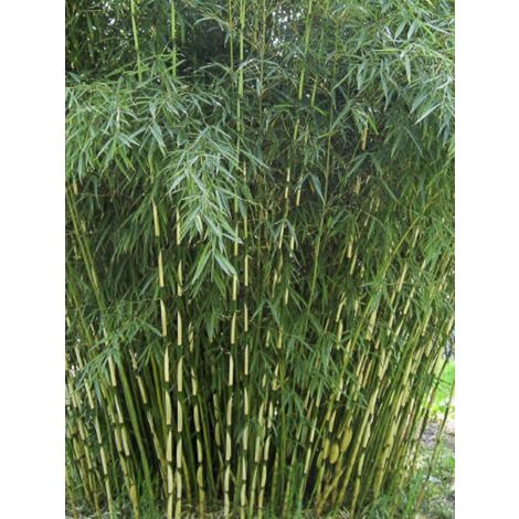 Bambou non traçant 'Campbell' Pot de 3L/4L