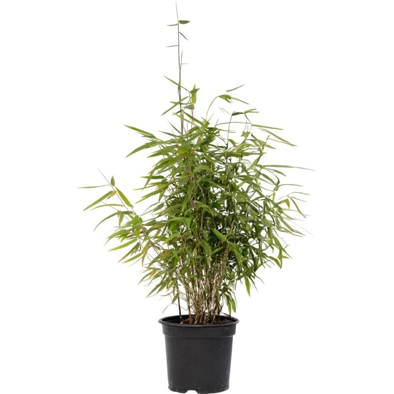 Bambou non-traçant - Fargesia nitida 'Red Dragon' - Hauteur 60-80cm - ⌀17cm