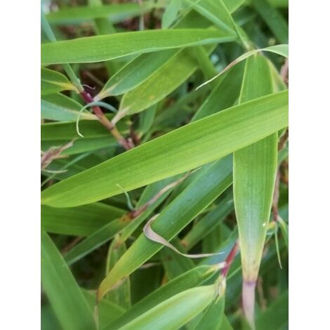 Bambou non traçant 'Formidable' Pot de 4L/5L