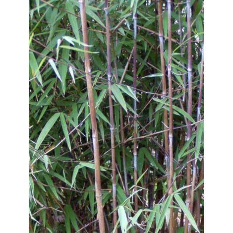 Bambou non traçant 'Obelisk ' Pot de 7,5L/10L