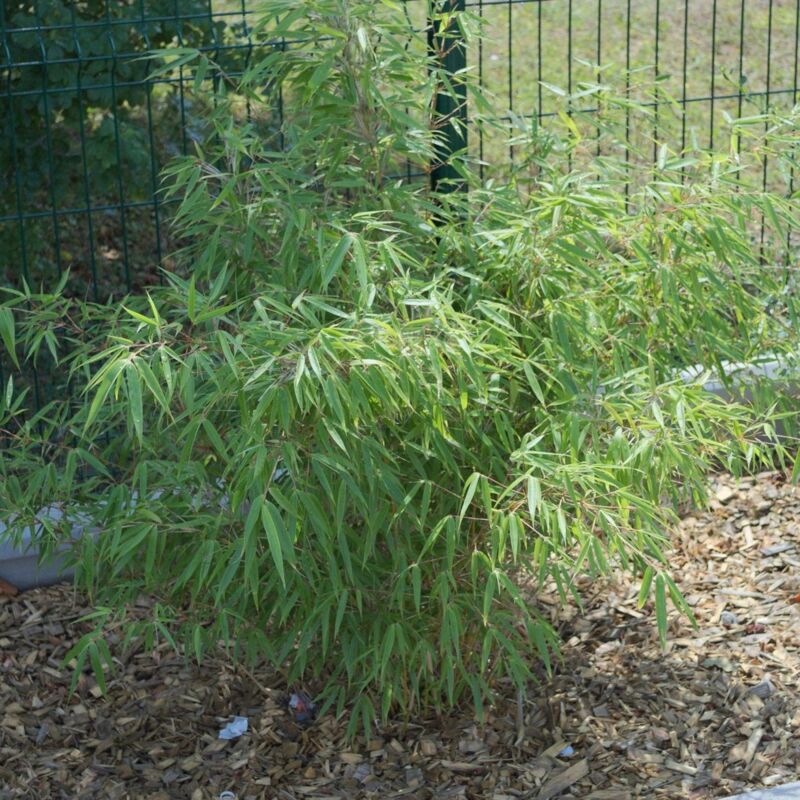 Bambou Non Traçant rufa | Conditionnement: Pot de 4L - 40/60 cm