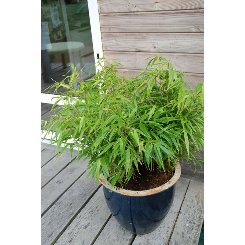Bambou non traçant rufa Taille du pot - 5L