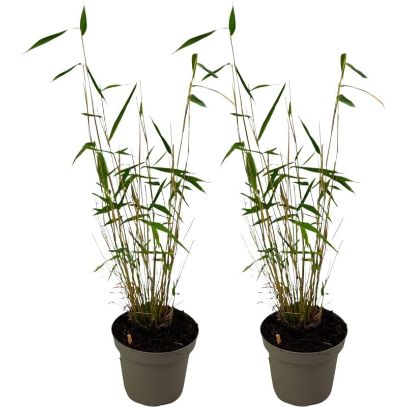 Bambou non-traçant - Set de 2 - Fargesia 'Blue Dragon' - Hauteur 30-40cm - ⌀13cm