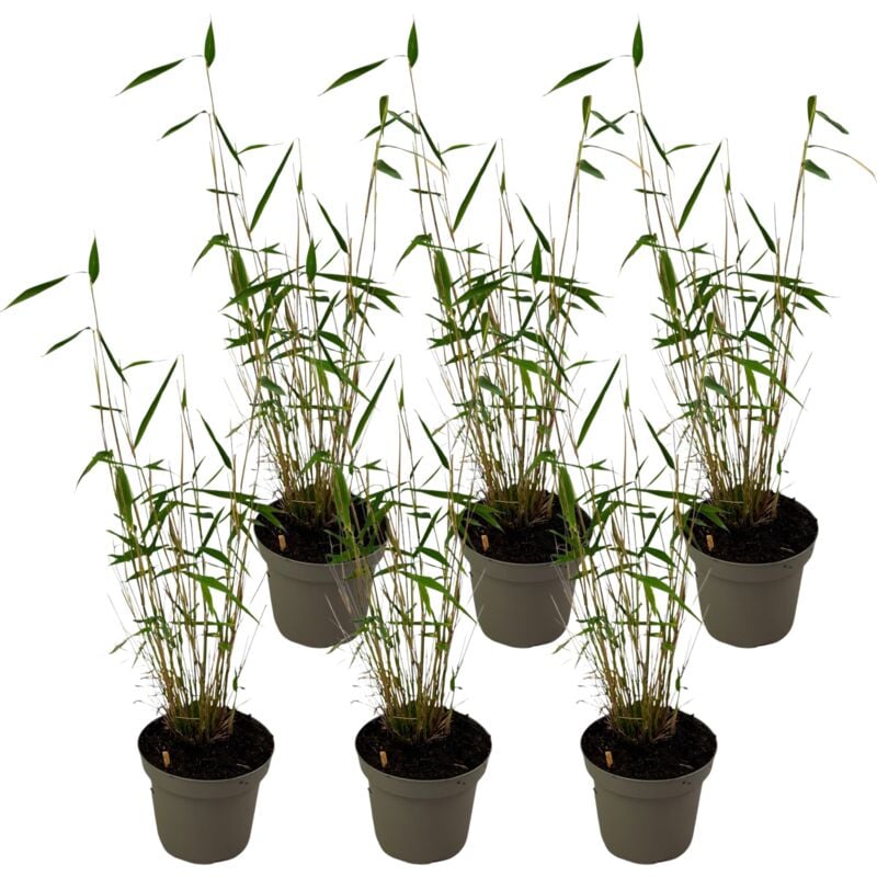 Bambou non-traçant - Set de 6 - Fargesia 'Blue Dragon' - Hauteur 30-40cm - ⌀13cm