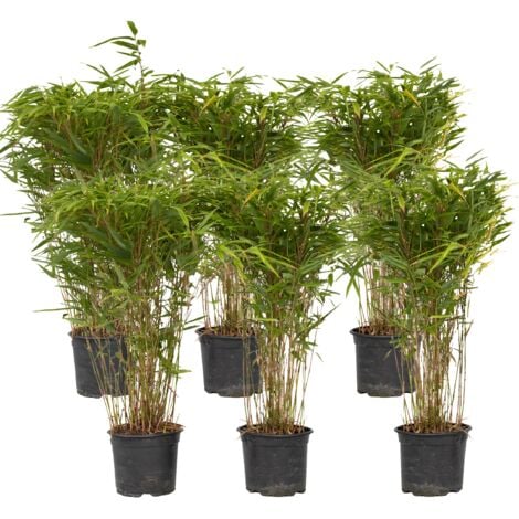Bambou non-traçant - Set de 6 - Fargesia nitida 'Gansu' - H50-70cm - ⌀17cm