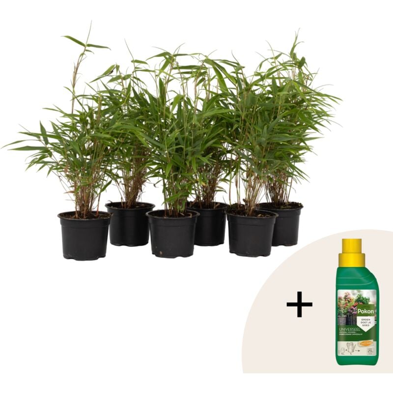 Plant In A Box - Bambou non-traçant - Set de 6 - Fargesia rufa - Hauteur 25-40cm - ⌀13cm