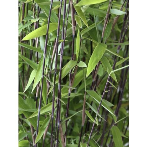 LE JARDIN DU PIC VERT 4L/5L