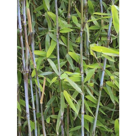 Bambou non traçant 'Winter Joy ' Pot de 4L/5L