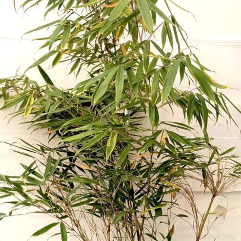 Bambou 'Pingwu' (Fargesia robusta 'Pingwu')