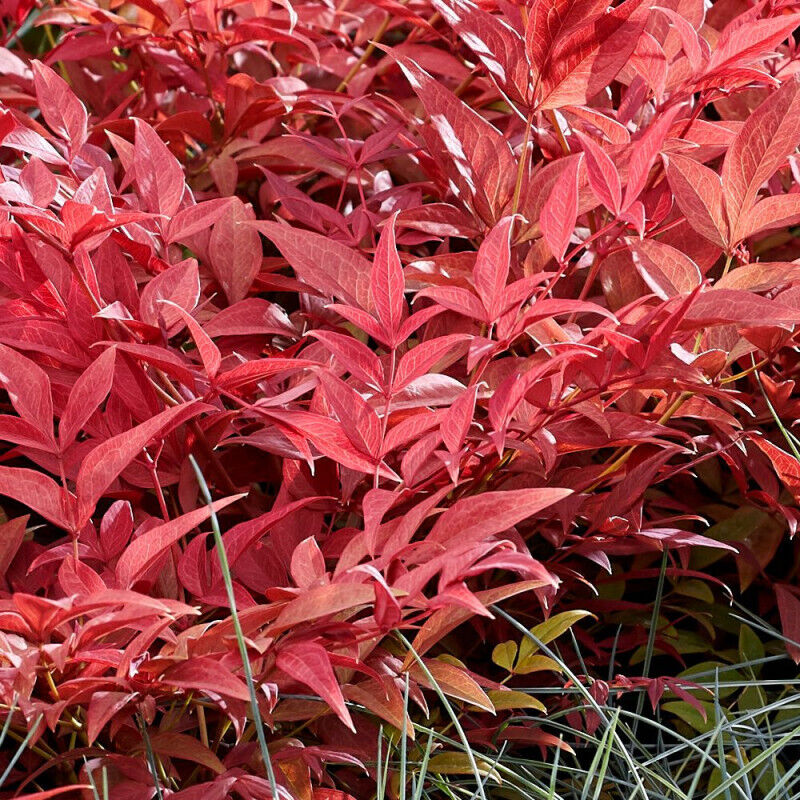 Bambou sacré Obsessed® 'Seika'/Pot de 3L