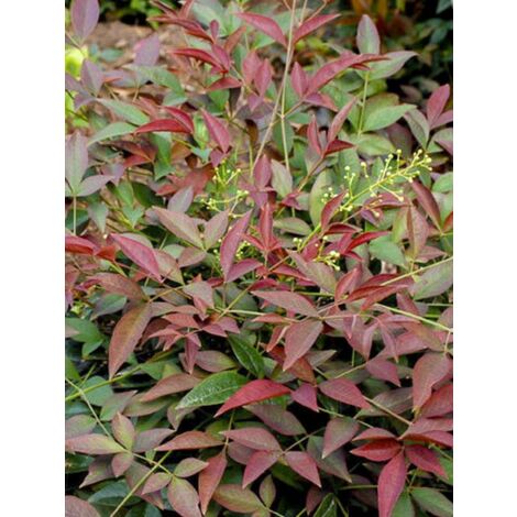 Bambou sacré 'FLIRT Murasaki ' Pot de 12 cm / 13 cm
