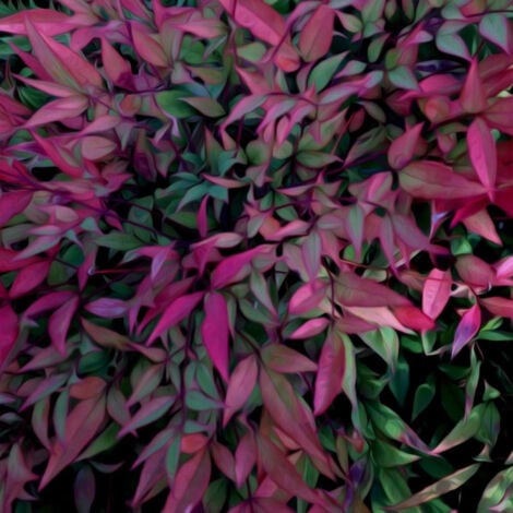 PLANTES AVENUE Bambou sacré Plum Passion®/Pot de 4L