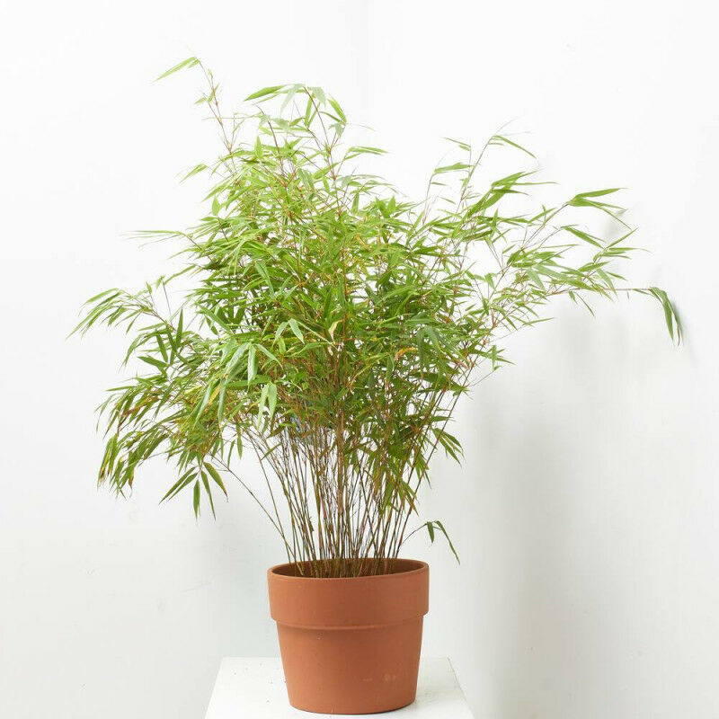 

BAMBU - Maceta 5 litros