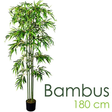 Bambus strauch