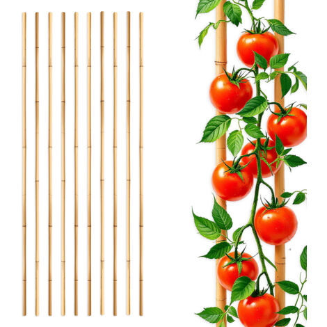 Bambus Pflanzstab für Rankgewächse 105 cm Länge - 10 Stück - Bambusstab Rankhilfe für Tomatenpflanzen