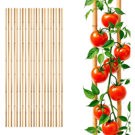 Bambus Pflanzstab für Rankgewächse 105 cm Länge - 20 Stück - Bambusstab Rankhilfe für Tomatenpflanzen
