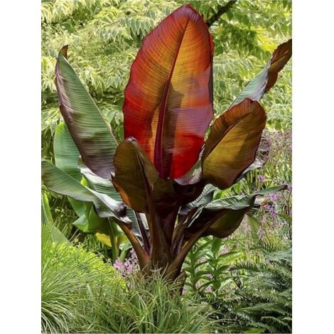 LE JARDIN DU PIC VERT Bananier d'Abyssinie 'Maurelii' Pot de 2L/3L