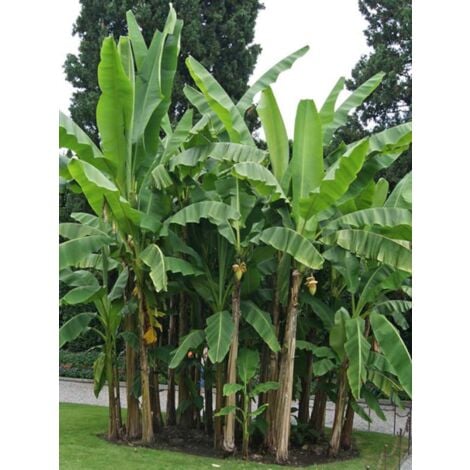 LE JARDIN DU PIC VERT Bananier japonais, bajoo Pot de 4L/5L