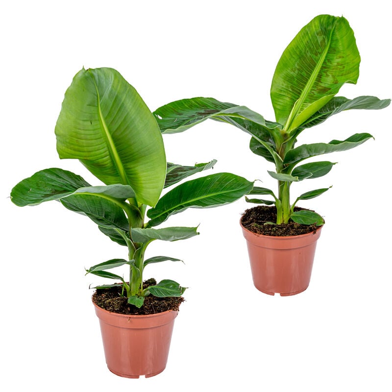 Bananier - Musa 'Tropicana' lot de 2 - Plante d'intérieur tropicale en pot de culture ⌀17 cm - ↕40 cm