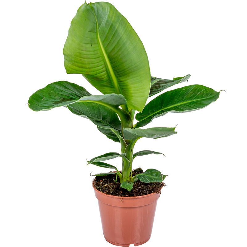 Bananier - Musa 'Tropicana' par pièce - Pot de culture ⌀17 cm - ↕60-70 cm