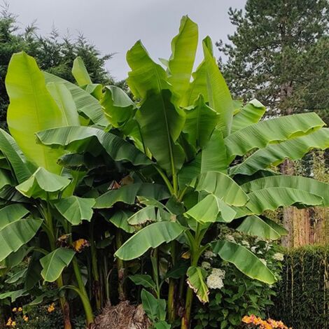 PÉPINIÈRES NAUDET Bananier rustique (Musa basjoo 'Dajiao')