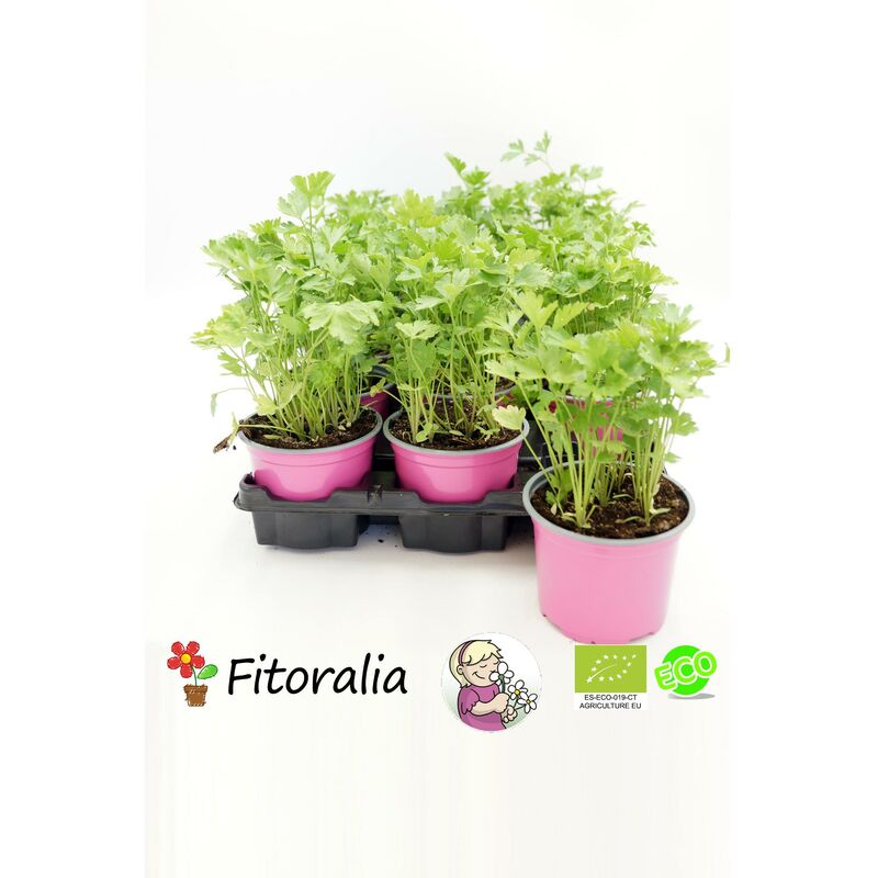 

Fitoralia - Bandeja 15 ud Perejil eco maceta 10,5 cm de diámetro